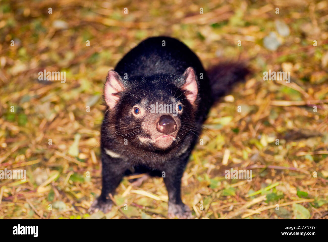 Tasmanian Devil Sarcophilus harrisii Stock Photo