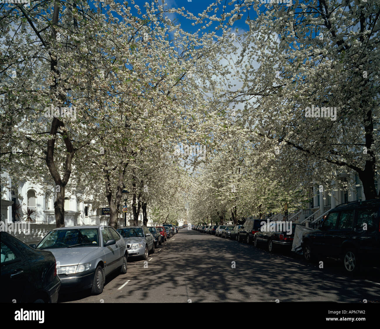 Kensington palace gardens cherry blossom Stock Photo Alamy