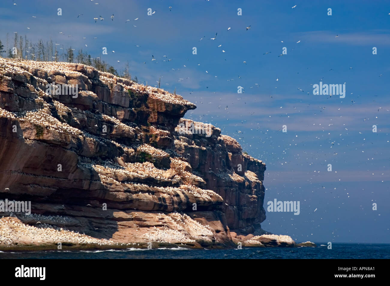 Ile Bonaventure, Gaspe Peninsula, Quebec, Canada Stock Photo