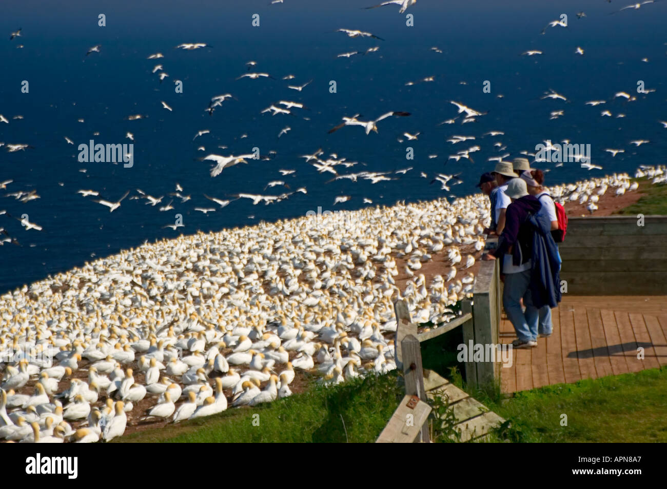 Ile Bonaventure, Gaspe Peninsula, Quebec, Canada Stock Photo Alamy