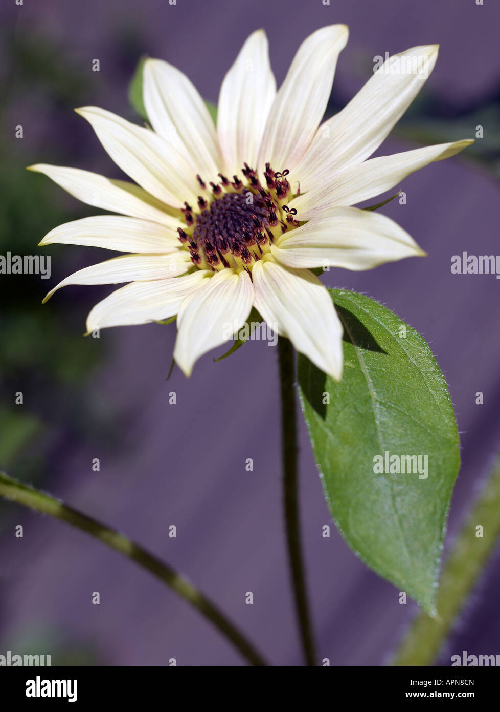 Flower vertical Stock Photo Alamy