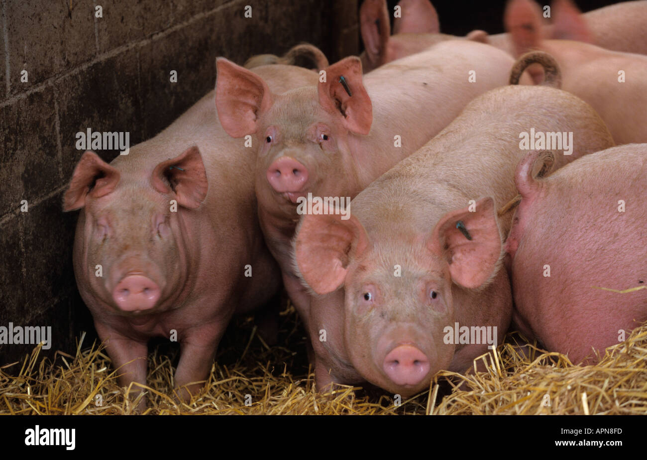 Young Pigs in Deep Litter Shed Stock Photo Alamy