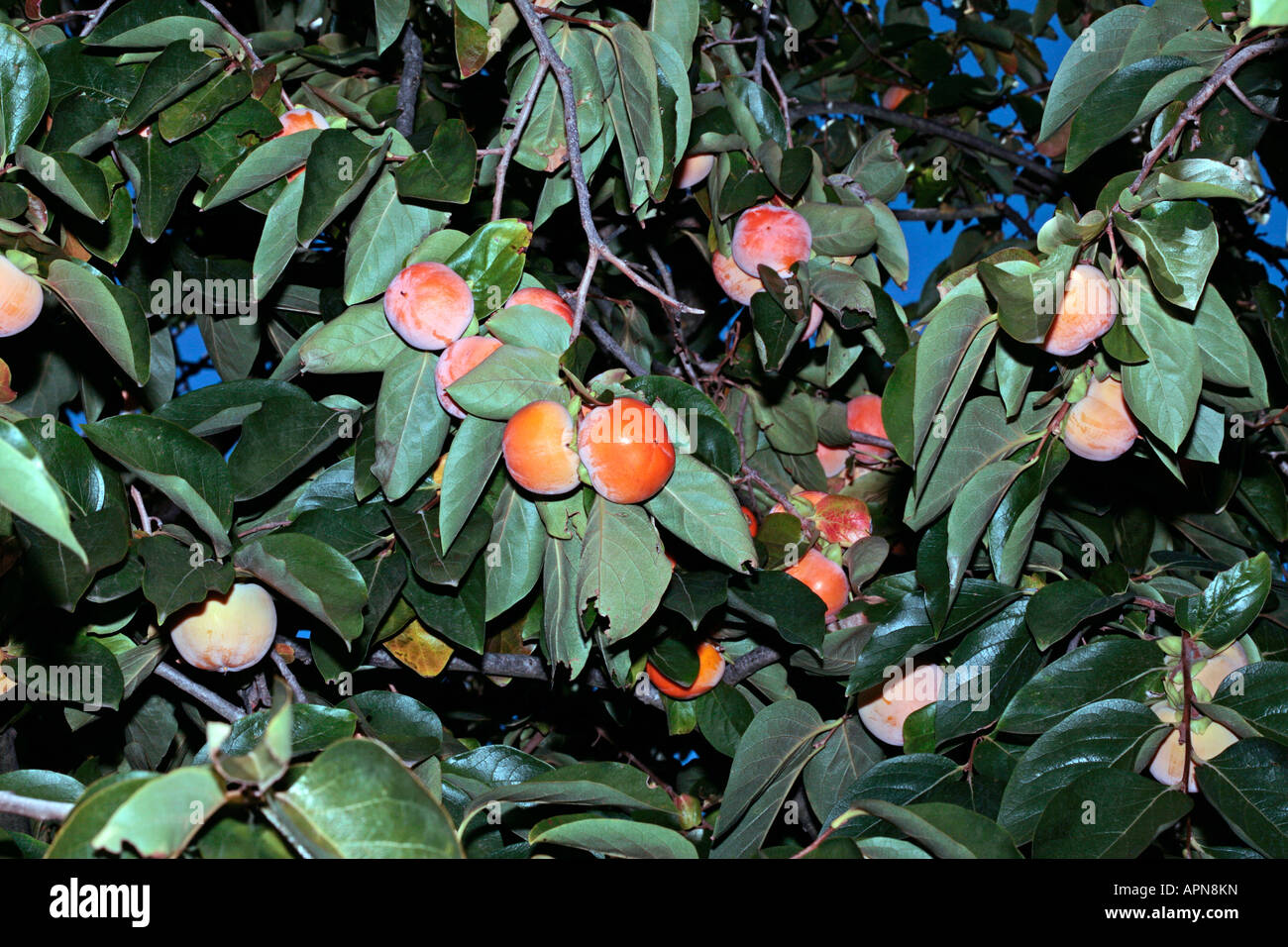 Fruit of Japanese Date Plum/Kaki Tree-Diospyros kaki-Family Ebenaceae Stock Photo
