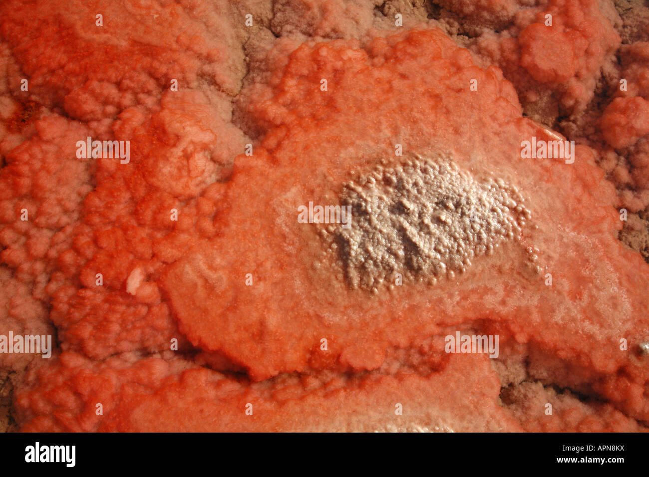 Coral red algae in salt pans on the island of Sal Cape Verde islands Stock Photo