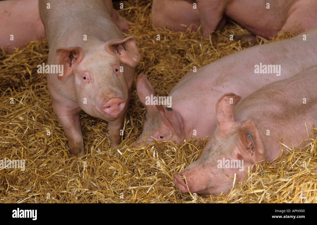 Young Pigs in Deep Litter Shed Stock Photo Alamy
