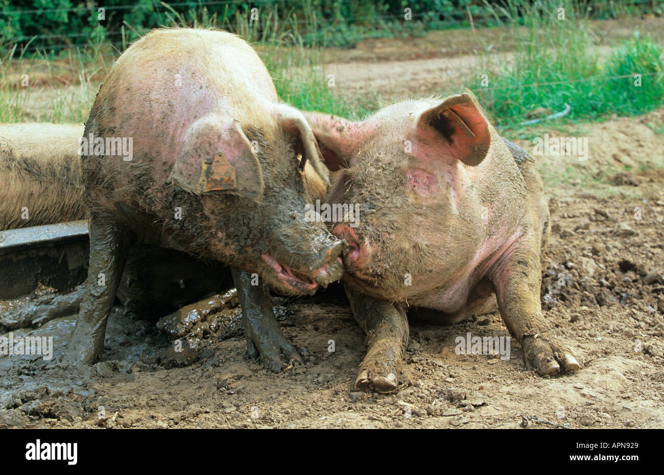 Free Range Pigs Stock Photo