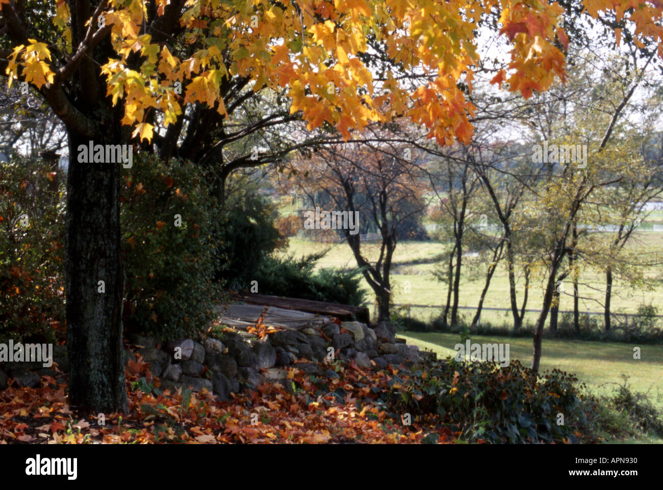 Framed by over hanging tree hi-res stock photography and images - Alamy