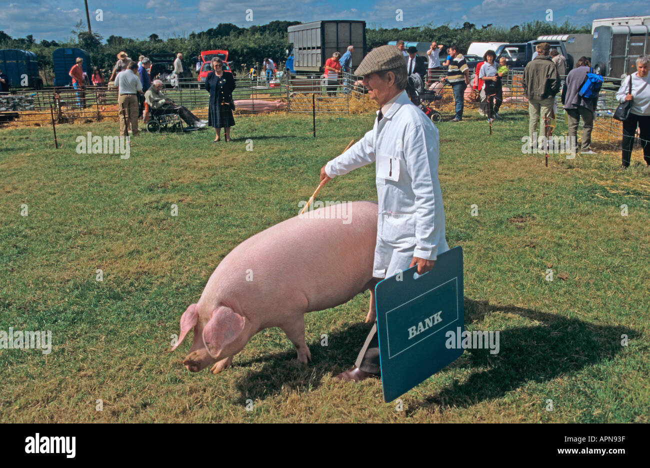 Pig Judging Watton Show Norfolk Stock Photo