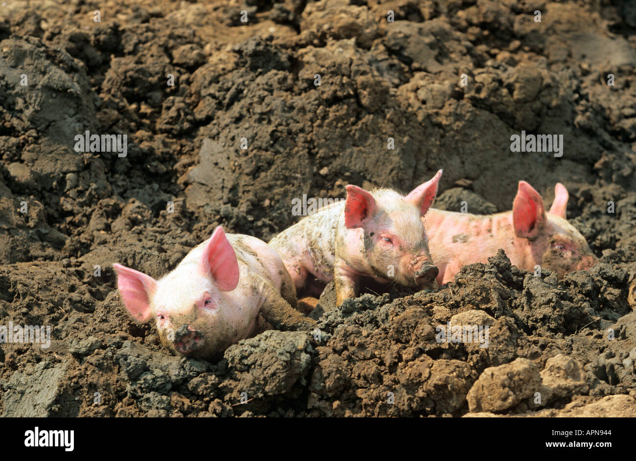 A litter of Large white hybrid Piglets on Buckinghamshire small holding
