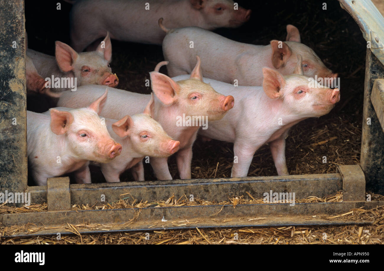 A litter of Large white hybrid Piglets on Buckinghamshire small holding ...