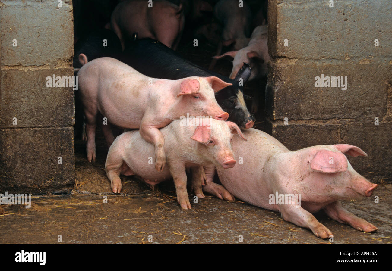 A litter of Large white hybrid Piglets on Buckinghamshire small holding
