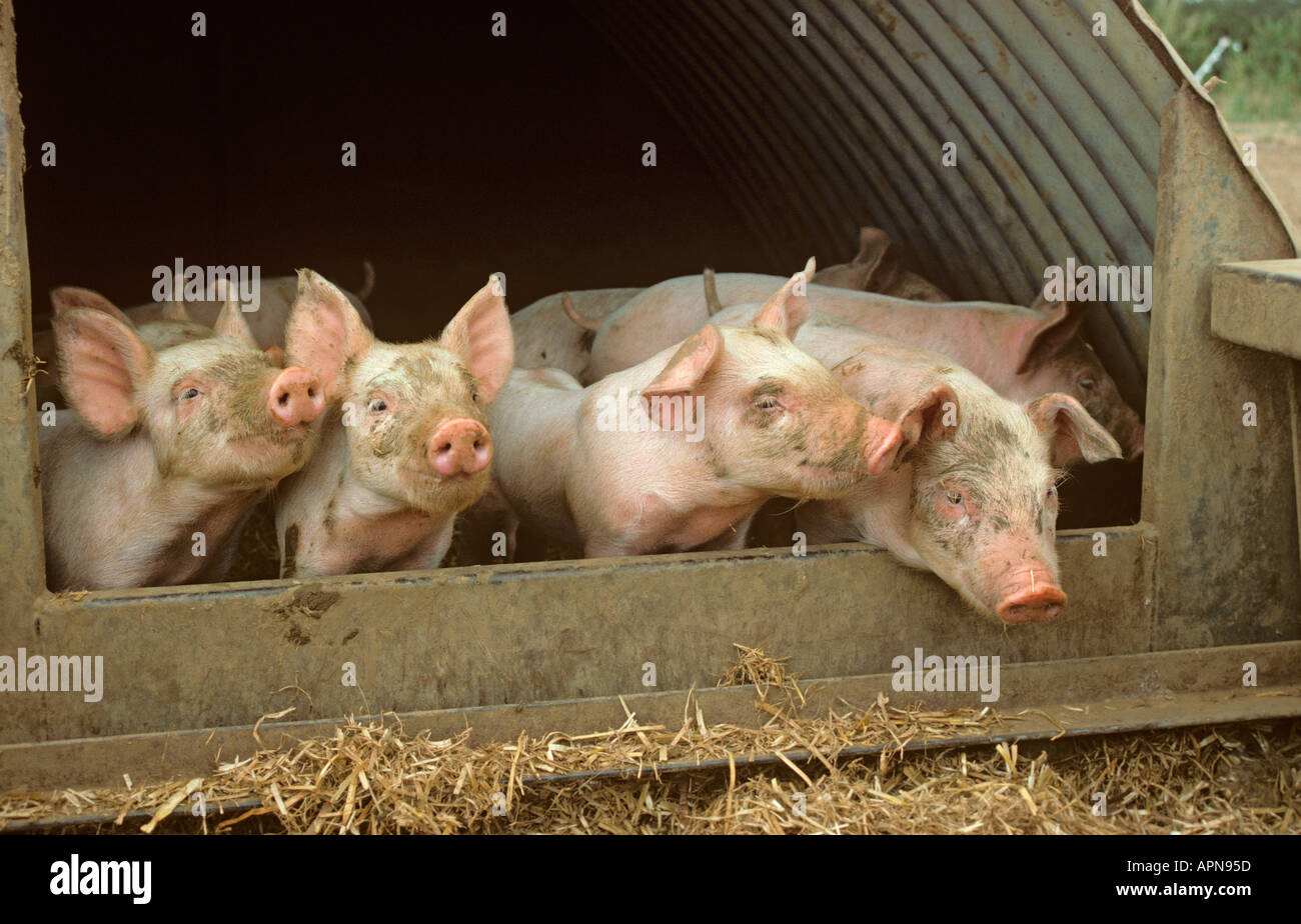 A litter of Large white hybrid Piglets on Buckinghamshire small holding