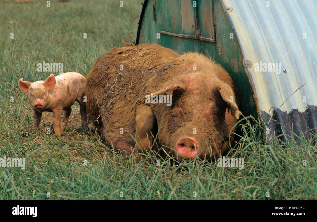 Free Range Pigs Vale of Aylesbury Bucks UK Summer Stock Photo