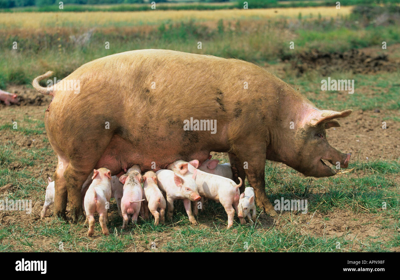 Animal breeding farm hi-res stock photography and images - Alamy