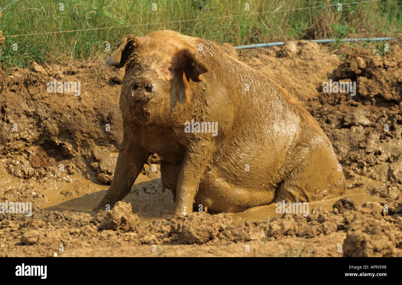 Pig Cooling Off in Mud Wallow Summer Stock Photo