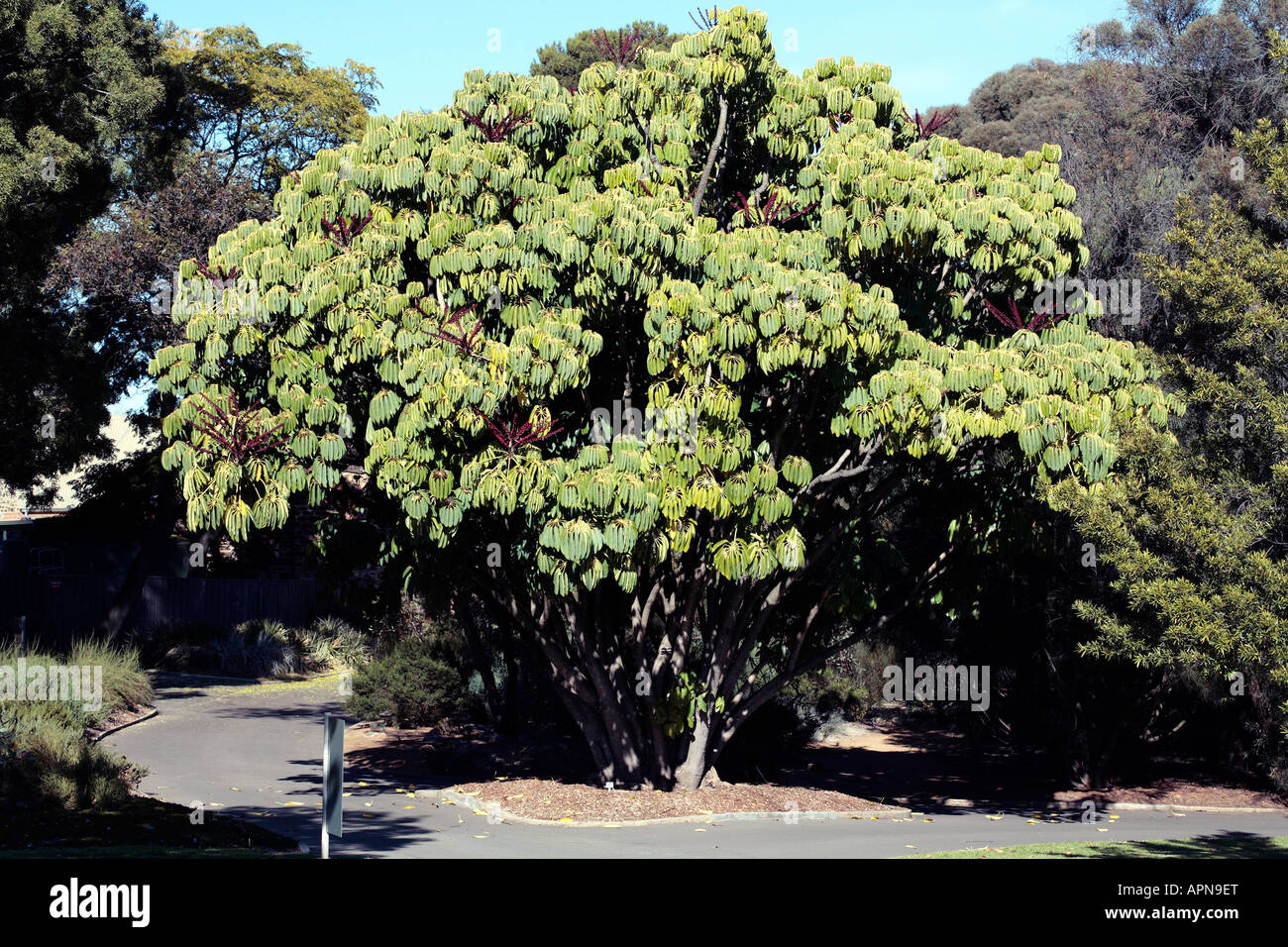 Umbrella Tree- Schefflera actinophylla-Family Araliaceae Stock Photo