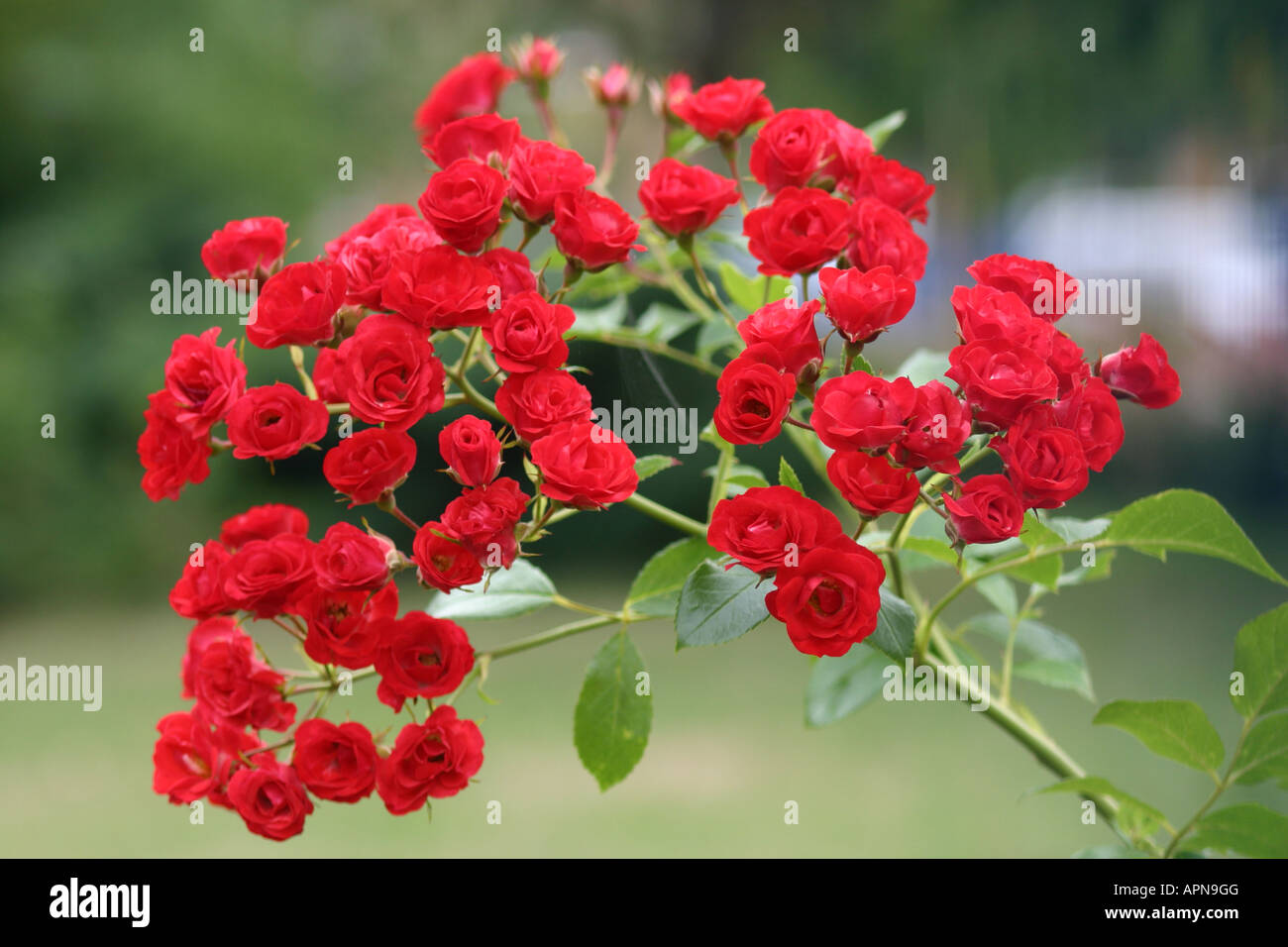 Stem blooms hi-res stock photography and images - Alamy