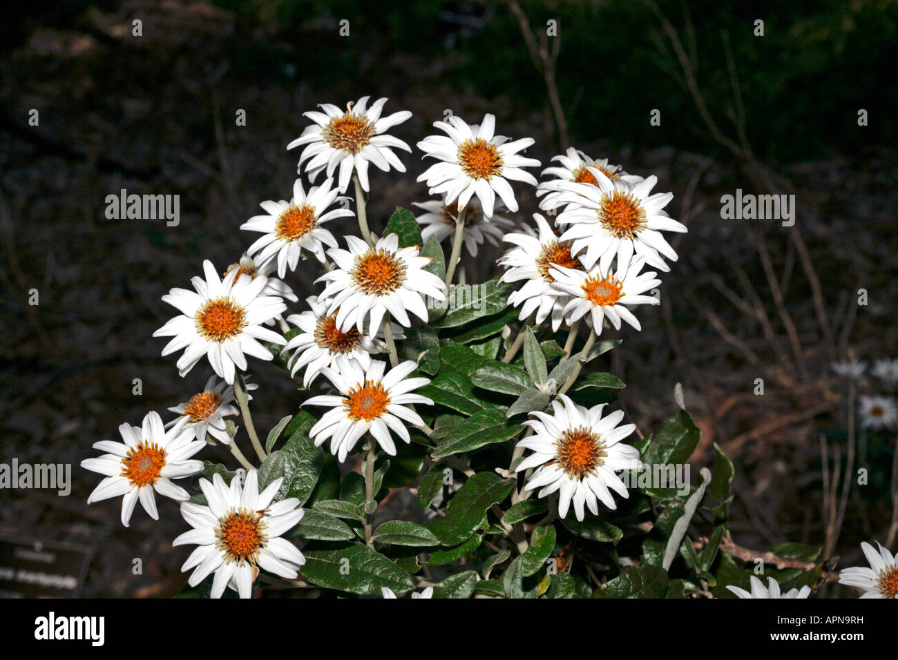 Silver-leaf Daisy Bush-Olearia pannosa-Family Asteraceae Stock Photo