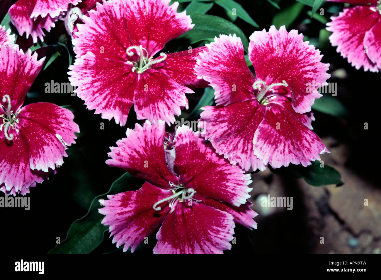 Carnation/Pink- Dianthus cultivar- Family Caryophyllaceae Stock Photo
