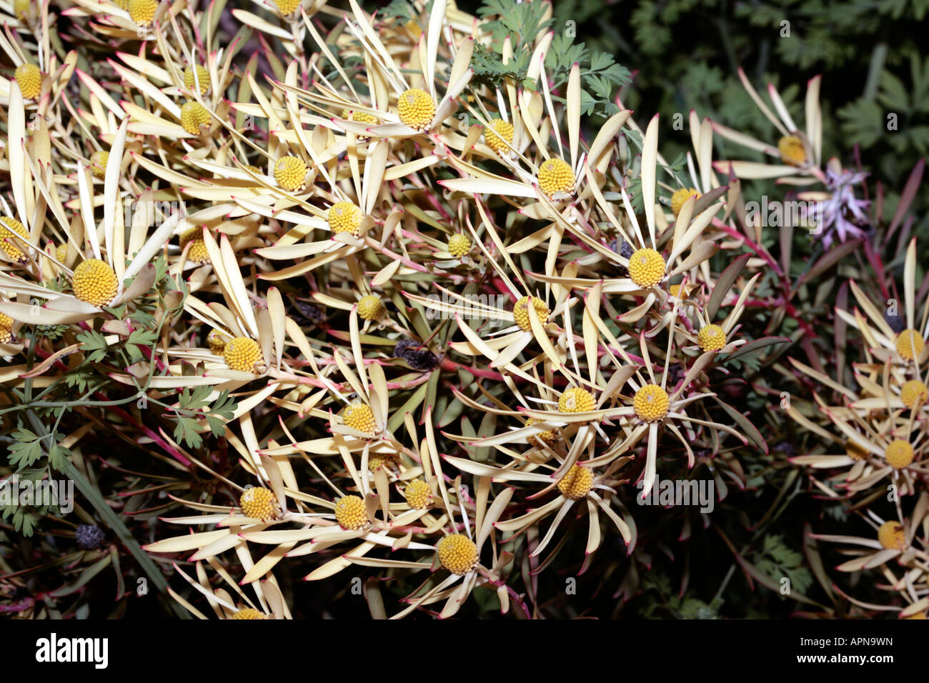 Red-Edged Conebush-Leucadendron lanigerum laevigatum-Family Proteaceae- group Clay Conebushes Stock Photo