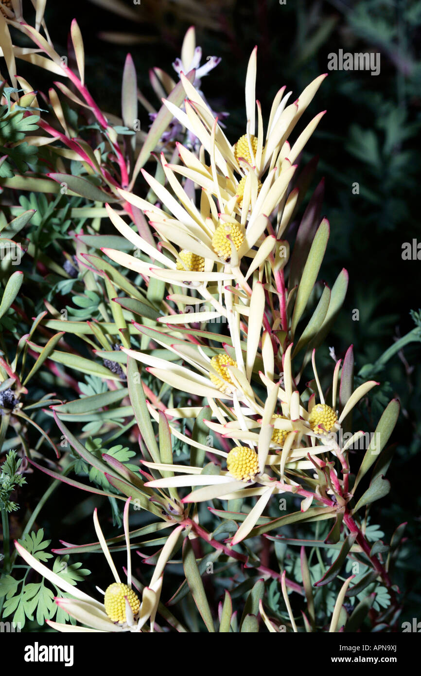 Red-Edged Conebush-Leucadendron lanigerum laevigatum-Family Proteaceae- group Clay Conebushes Stock Photo