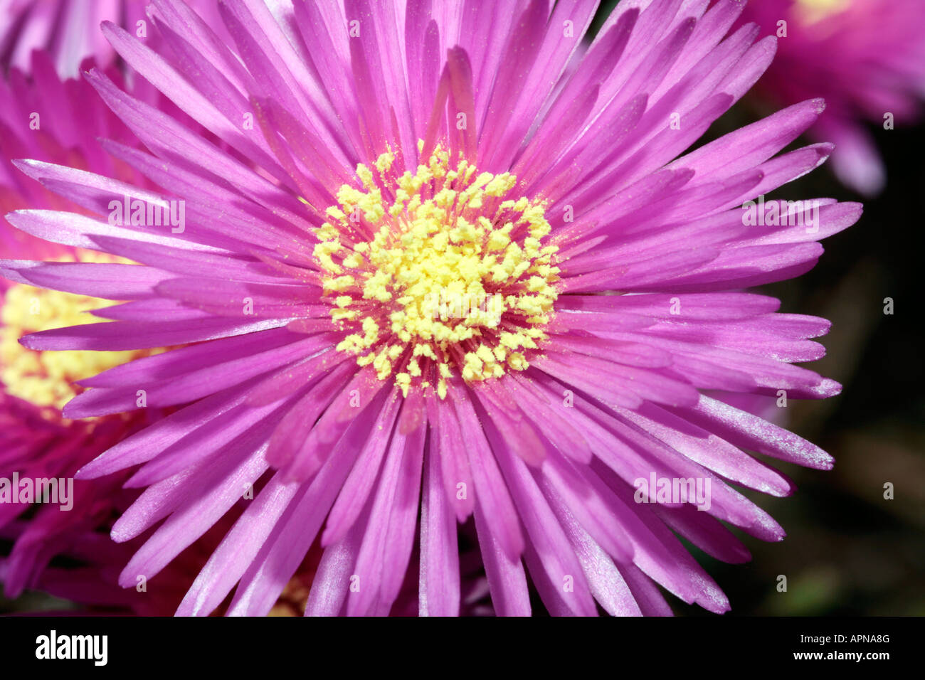 Pink Lampranthus / Trailing Ice plant / Vygie- Lampranthus-Family