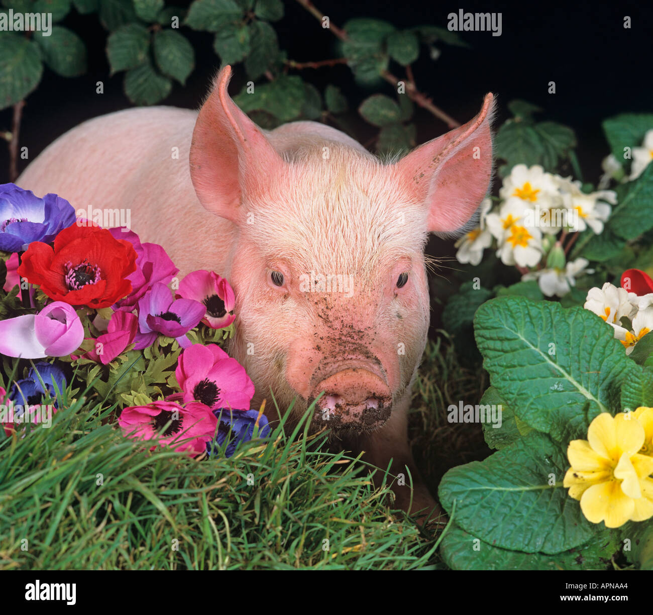 Piglet cute flowers hi-res stock photography and images - Alamy