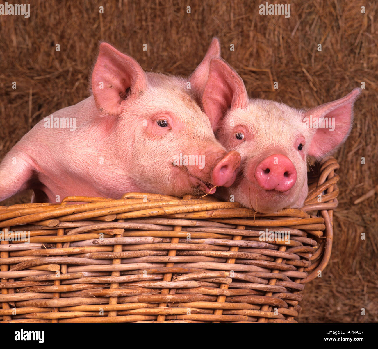 Large White Piglets in Basket Stock Photo