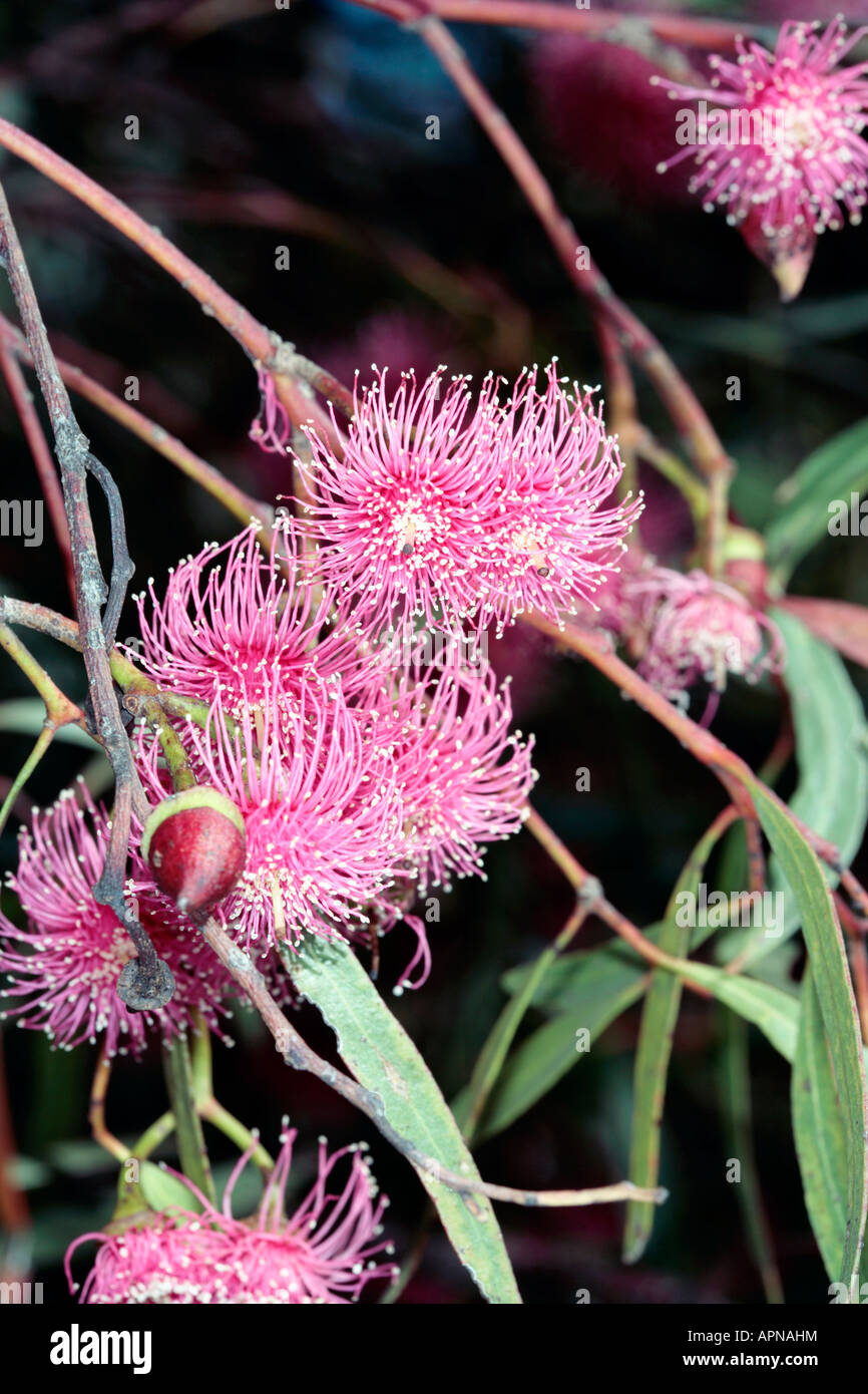 Crimson Mallee -Eucalyptus lansdowneana- Family Fabaceae Stock Photo