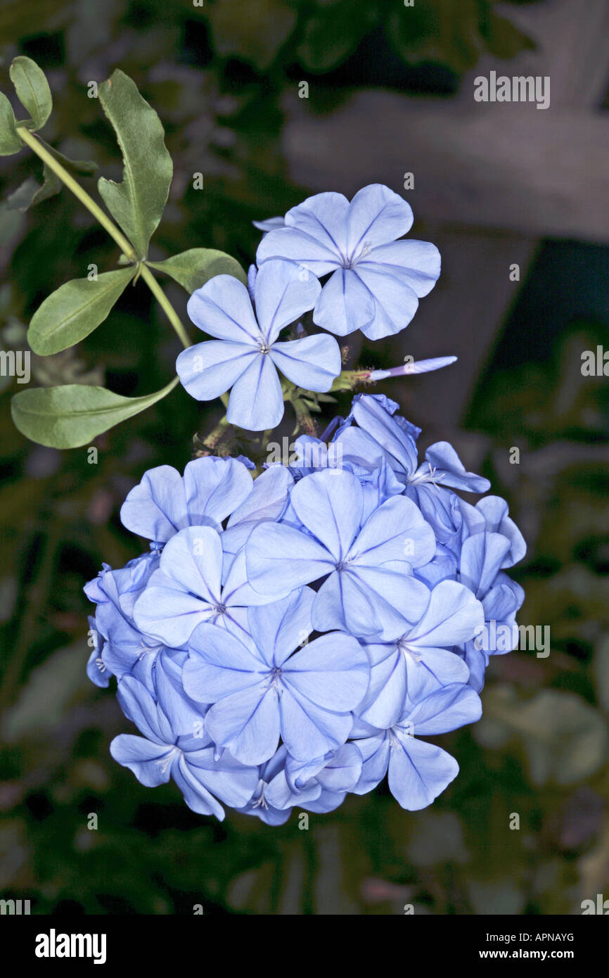Plumbago/Leadwort- Plumbago auriculata- Family Plumbaginaceae Stock Photo
