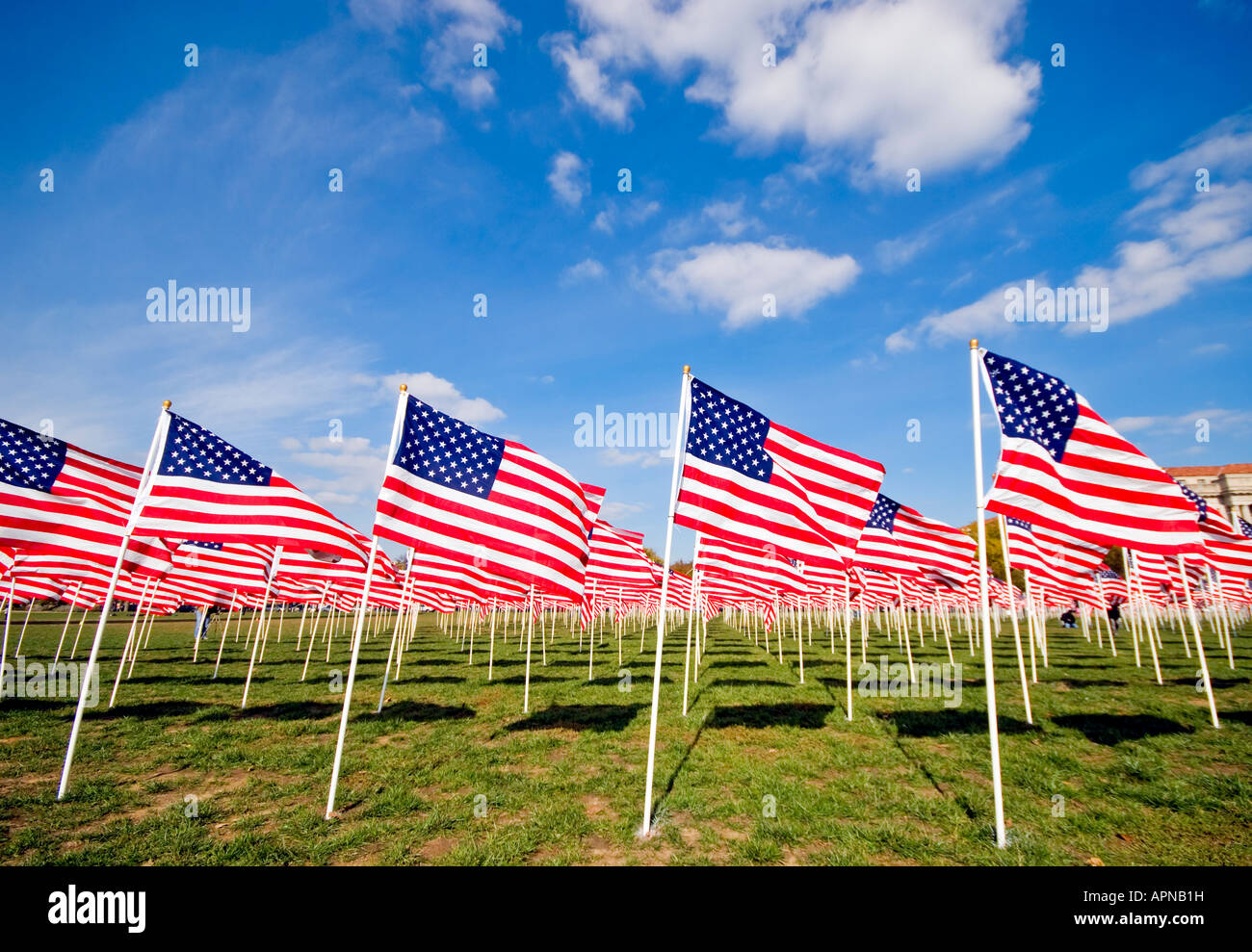 WASHINGTON DC, USA - Field of American flags in Washington DC Stock ...