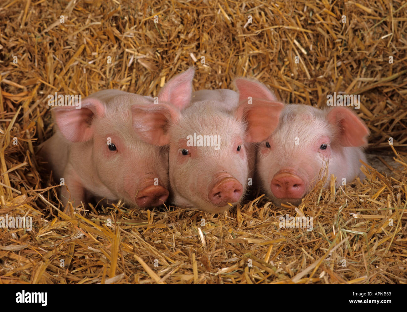 A litter of Large white hybrid Piglets on Buckinghamshire small holding