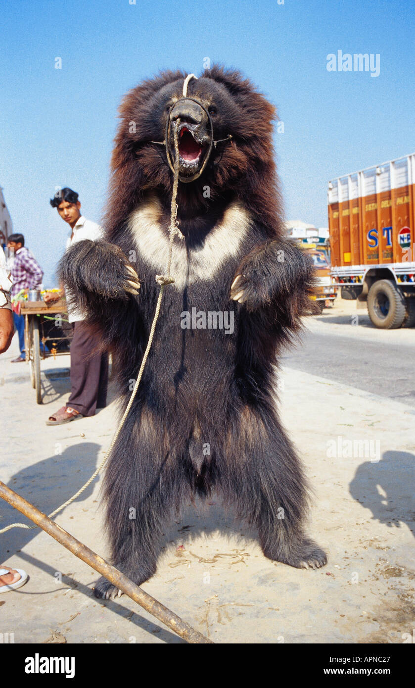 sloth bear (Melursus ursinus, Ursus ursinus), collared dancing bear