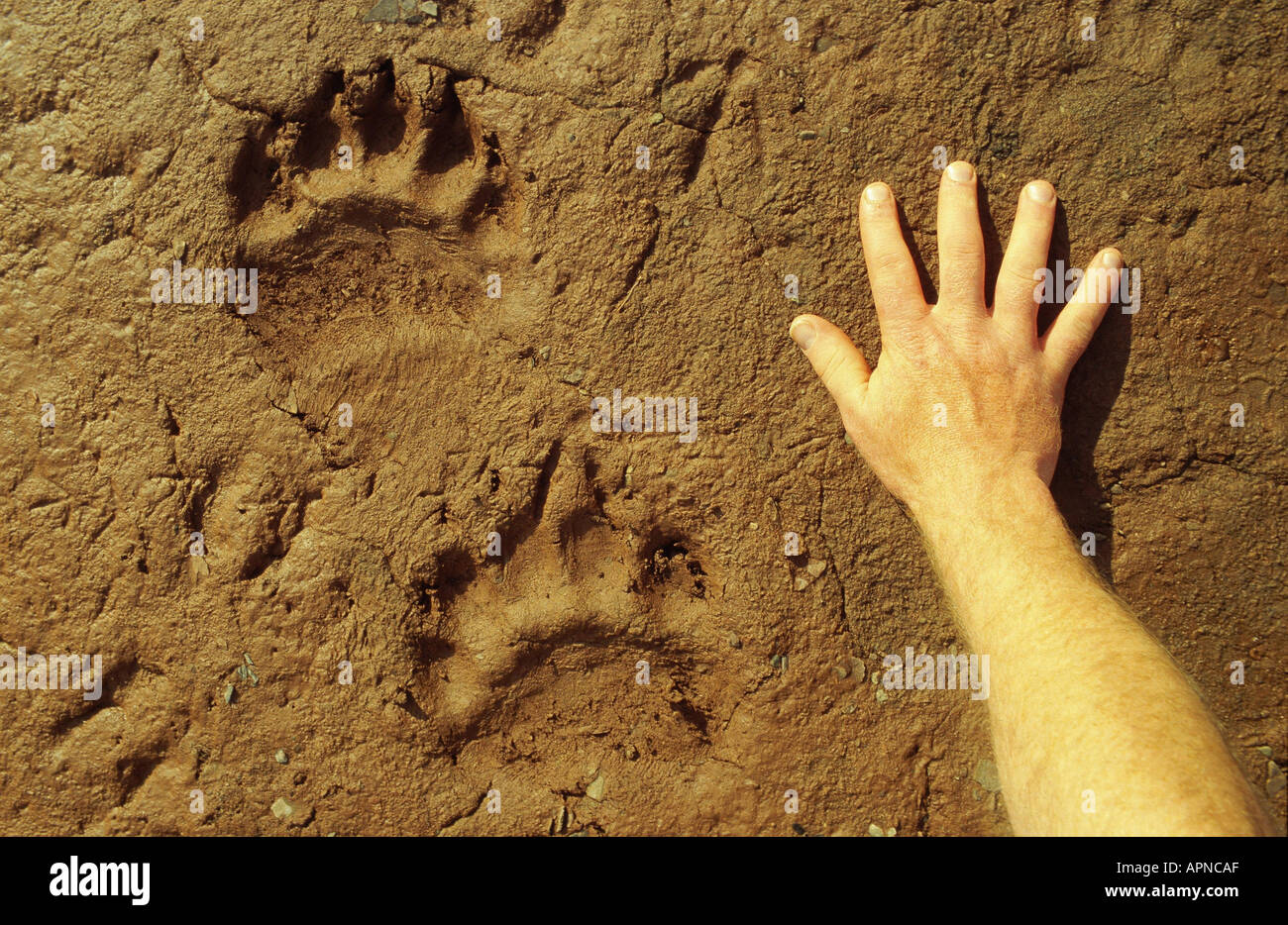 trackway of an polar bear (Ursus maritimus), with hand for scale, Norway, Spitsbergen, Andre Land, Jul 00. Stock Photo