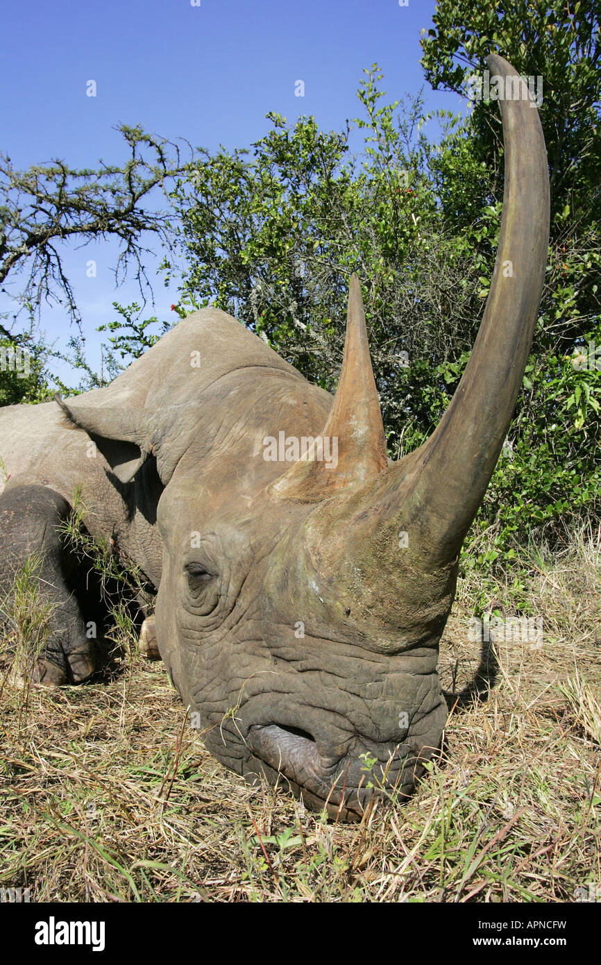 Black Rhino sleeping head portrait Kenya Stock Photo