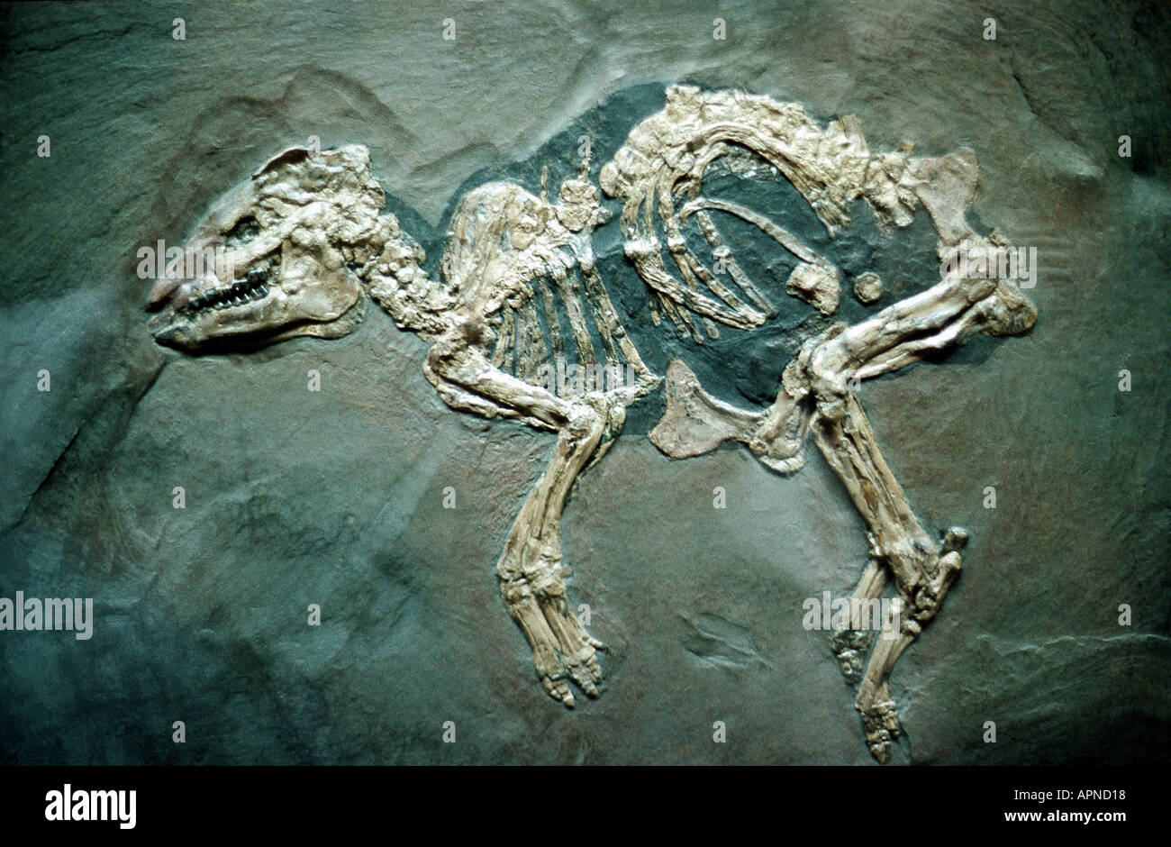 fossil mammal skeleton (Eohippus). Stock Photo