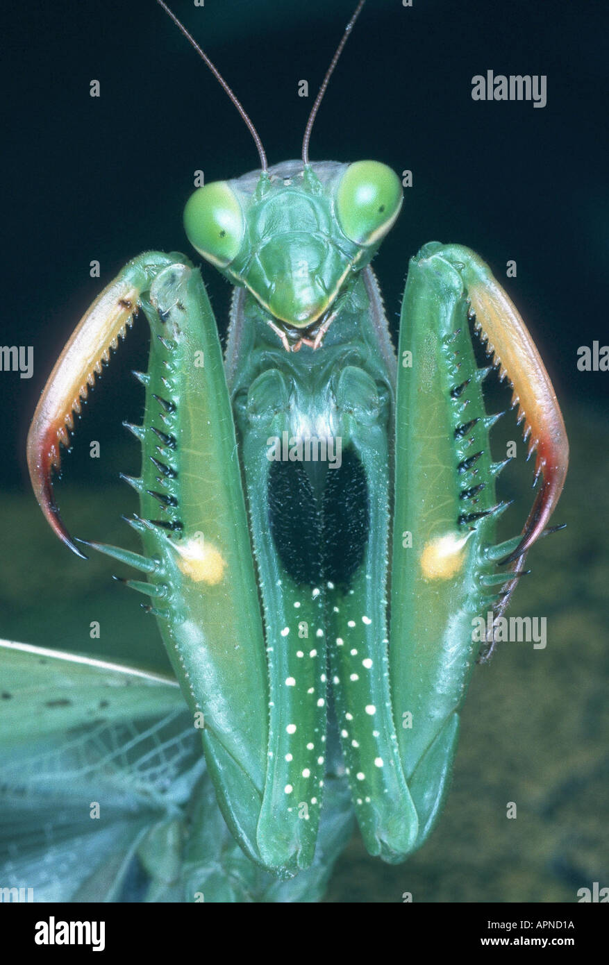 European preying mantis (Mantis religiosa), threatening posture Stock Photo