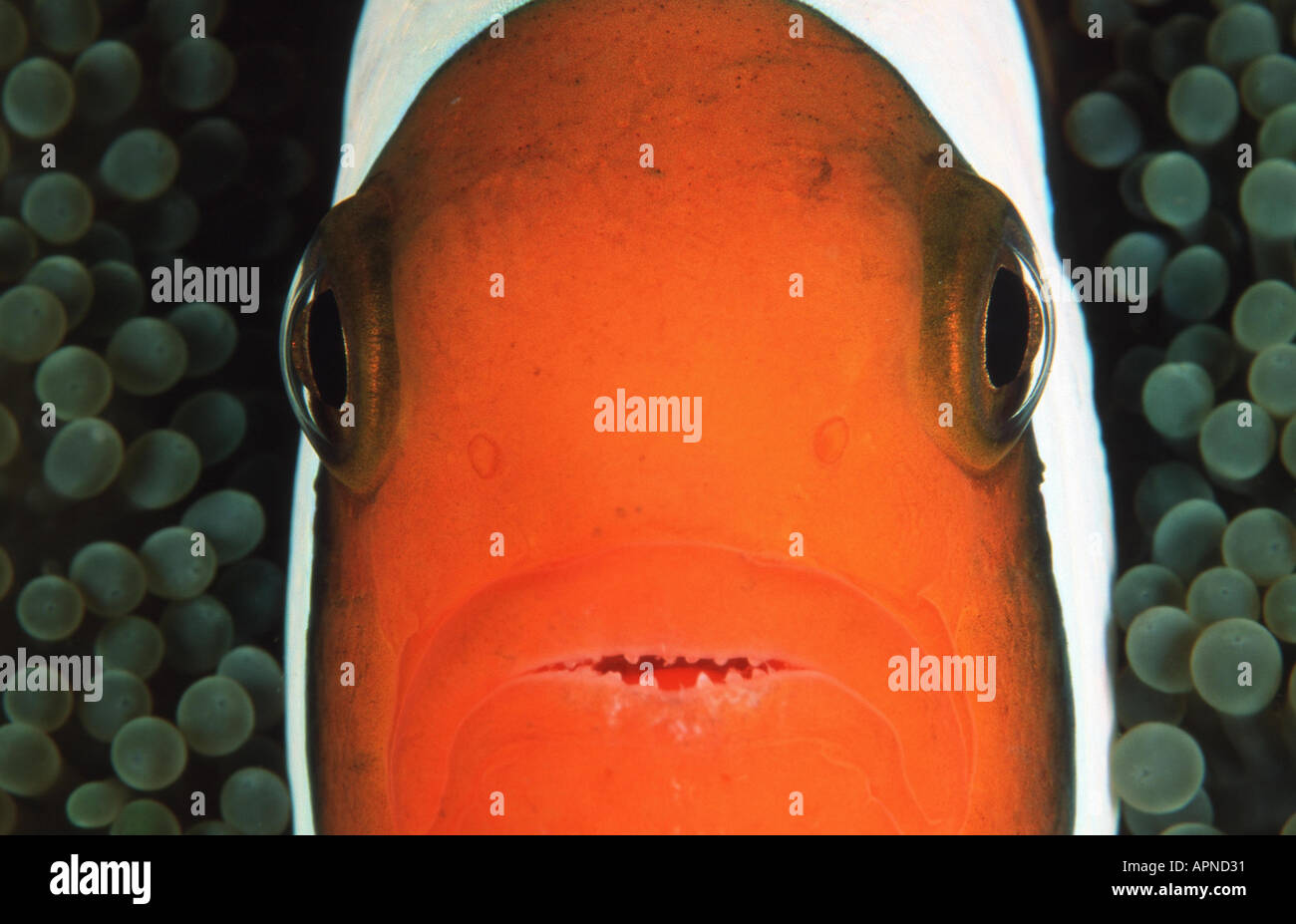 saddleback anemonefish, saddleback clownfish (Amphiprion polymnus), portrait. Stock Photo