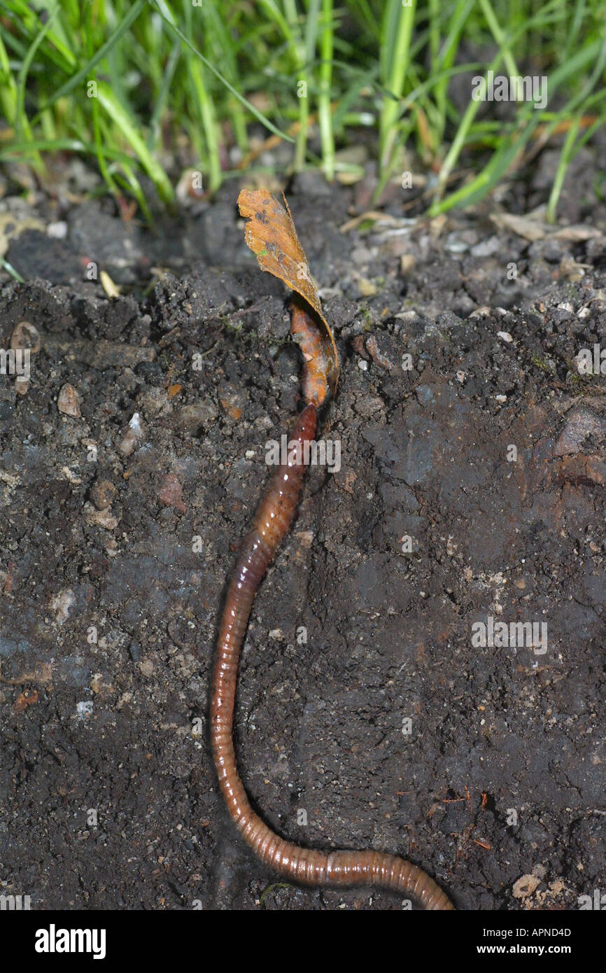 common earthworm, earthworm; lob worm, dew worm, squirreltail worm, twachel (Lumbricus terrestris), pulling leaf in soil Stock Photo