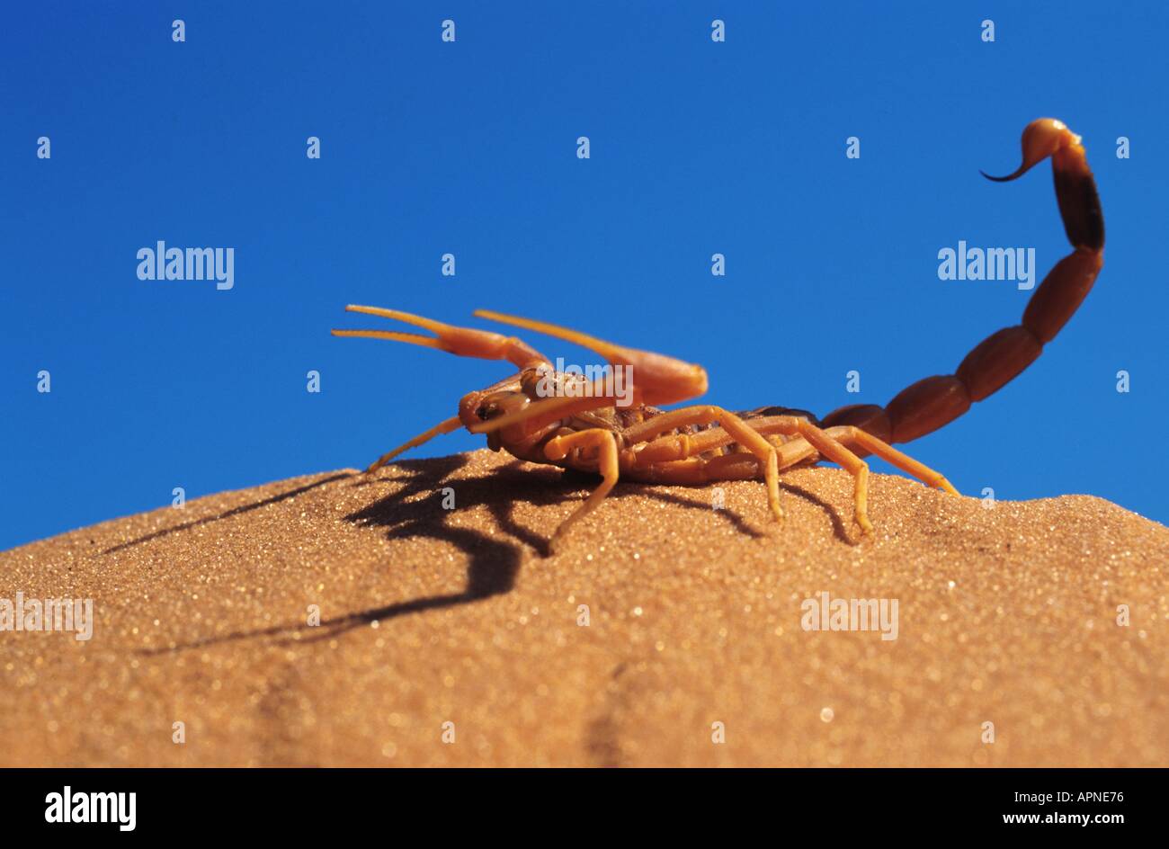 common yellow scorpion (Buthus occitanus (?)), ready for attack, with tail raised, Algeria, Sahara, Okt 95. Stock Photo