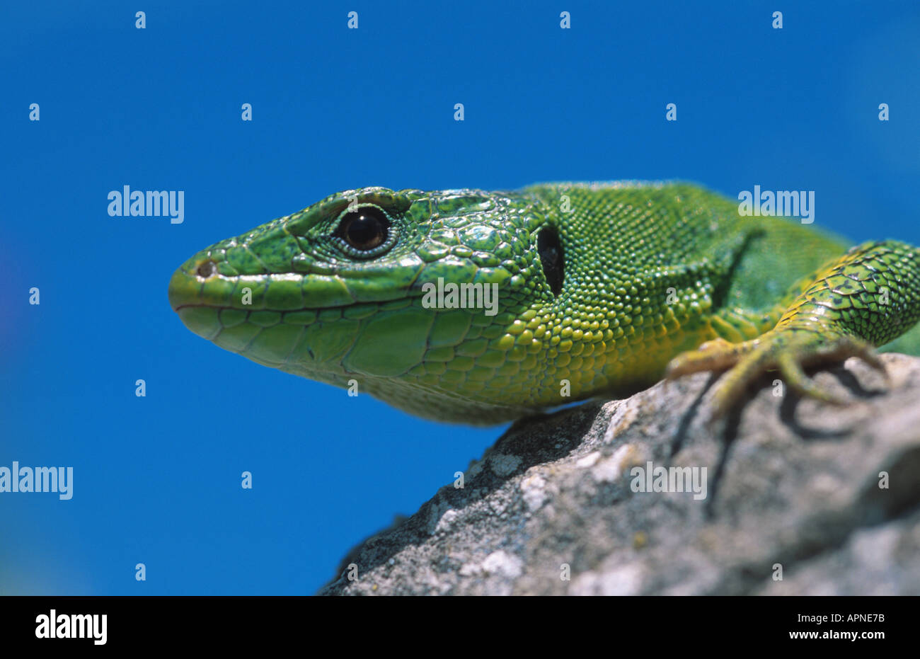 Balkan green lizard, Balkan emerald lizard (Lacerta trilineata), 36251. Stock Photo