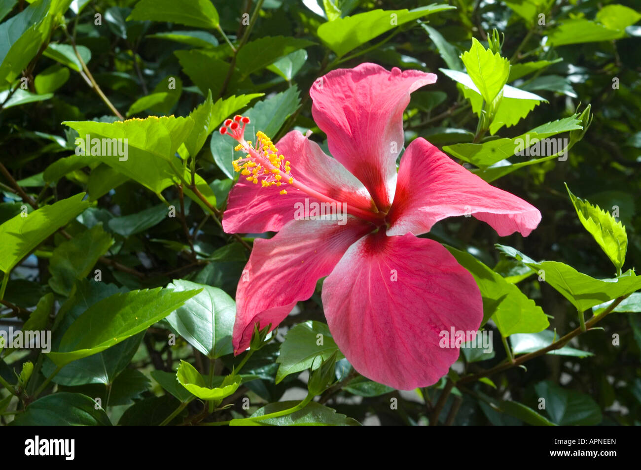 A Red Hibiscus flower Hanalei Bay Princeville Kauai Hawaiian Islands