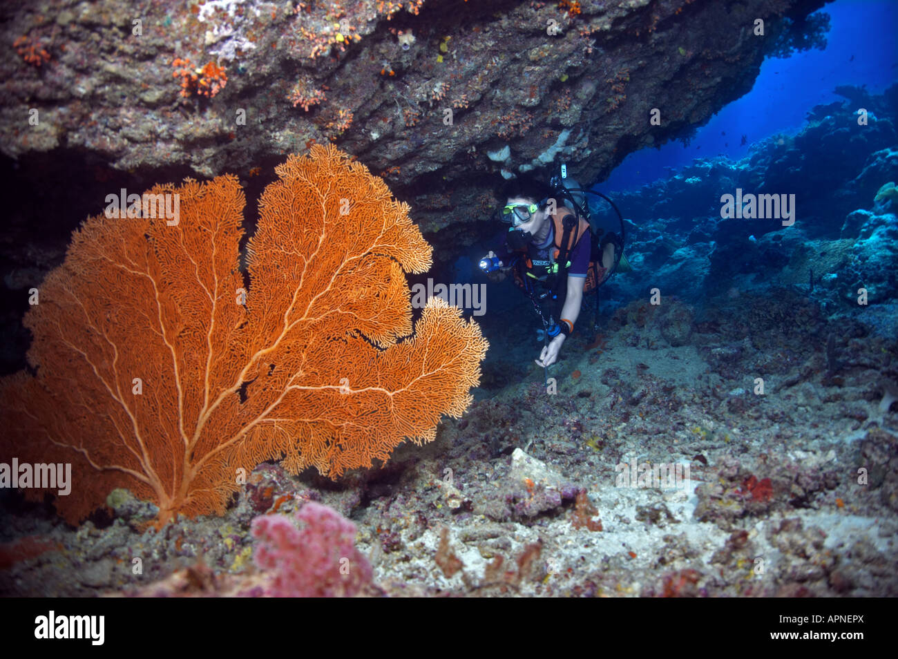 A scuba diver shines her torch to expose the bright orange color of the Gorgonian Fan Coral at Karumolun Island in the Solomons. Stock Photo