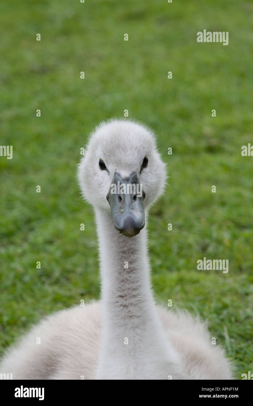 ugly duckling hires stock photography and images Alamy