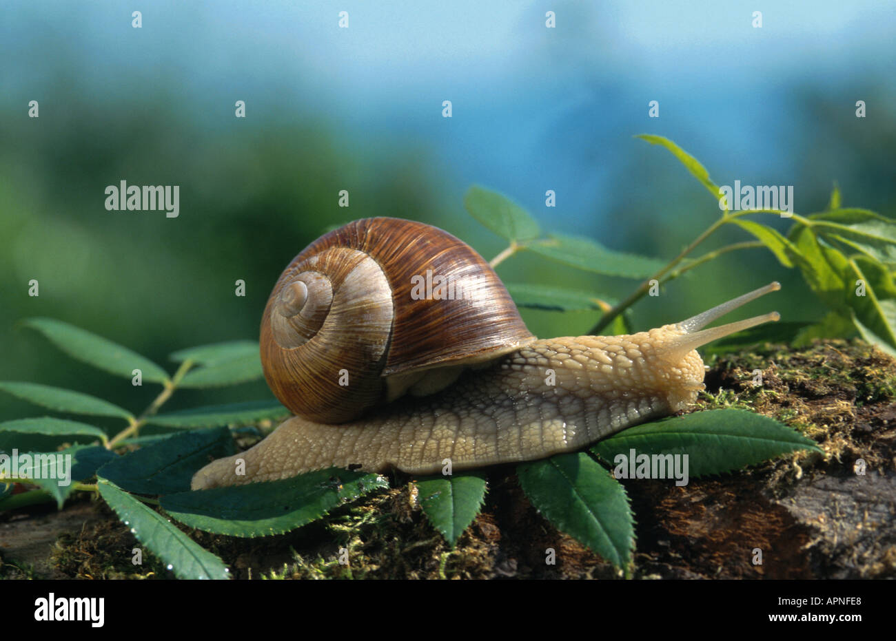 Roman snail, escargot, escargot snail, edible snail, apple snail, grapevine snail, vineyard snail, vine snail (Helix pomatia). Stock Photo