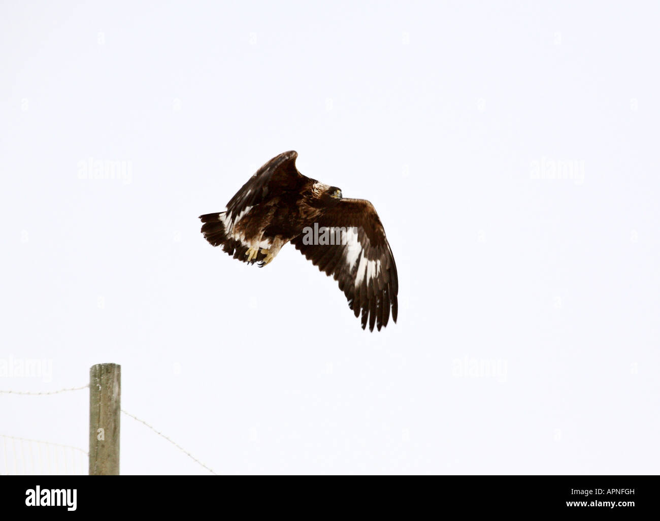 Young Golden Eagle taking flight from pole Stock Photo Alamy