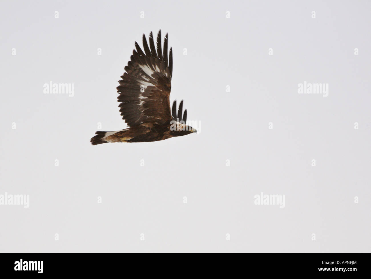 Immature Golden Eagle in flight Stock Photo Alamy