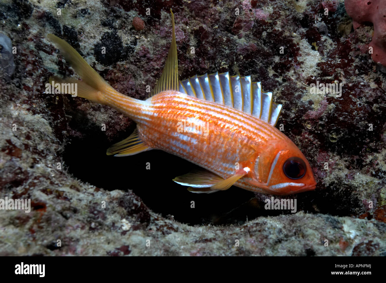 A Longspine Squirrelfish shows his bright orange color against a subdued background near Boynton Beach, Florida. Stock Photo