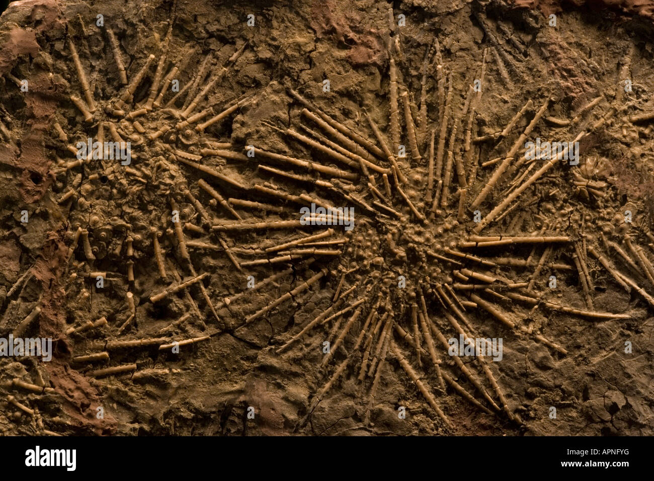 Sea Urchin Fossils Pennsylvannian Northern Texas Stock Photo Alamy