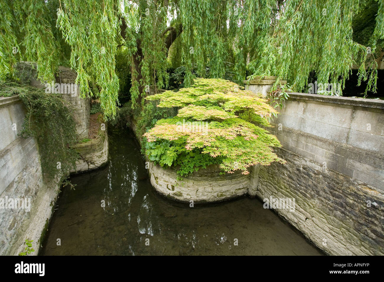 Oxford water garden scene, Acer, Weeping Willow Stock Photo